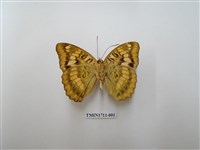 藏品(甲仙翠蛺蝶)的圖片